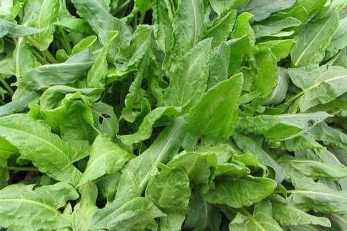 Large Leaf Sorrel Seeds – Heirloom Perennial Herb for Culinary Use, Bright Lemon Flavor, Garden, Salad, Soup, and Garnish