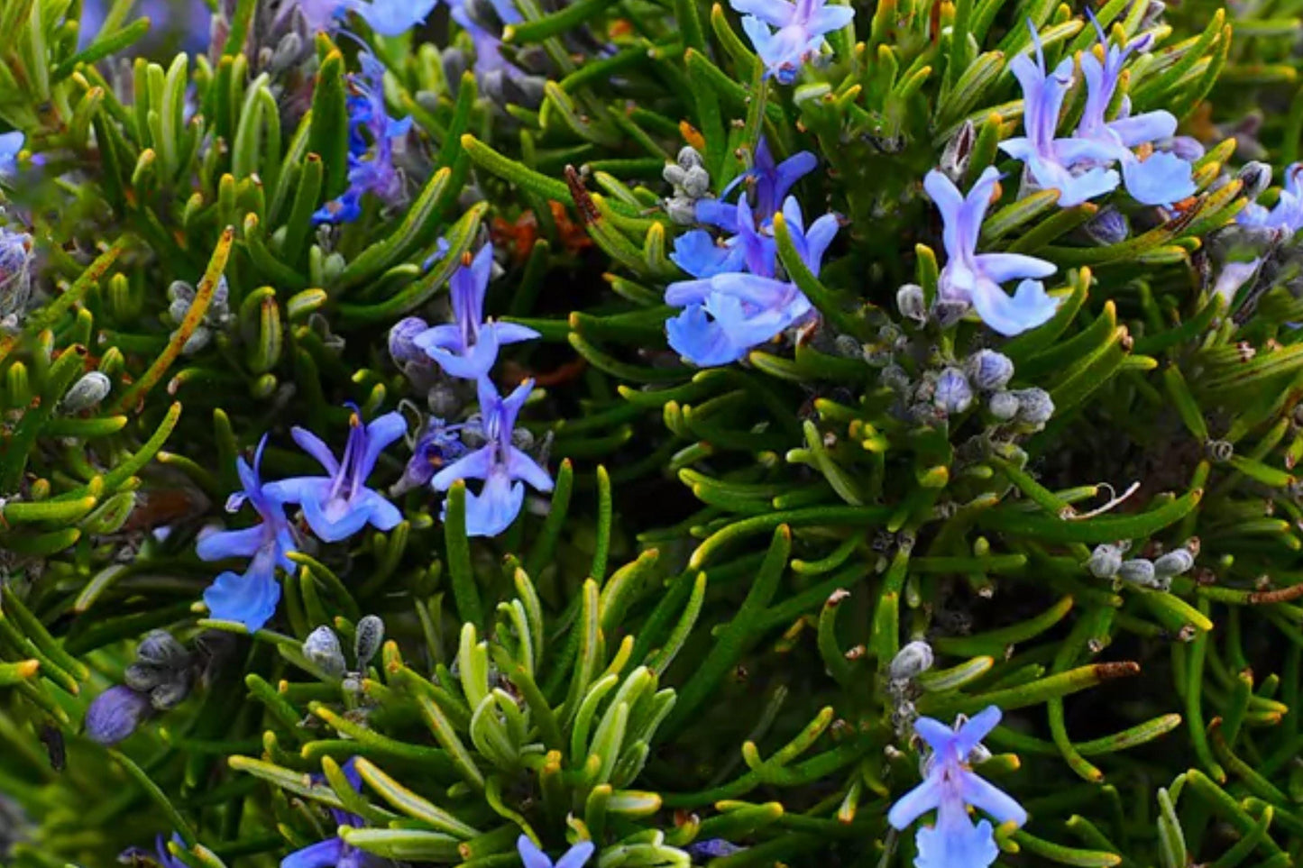 Heirloom Rosemary Herb Seeds – Aromatic Perennial for Garden Planting, Culinary, Evergreen Foliage, Rosmarinus officinalis