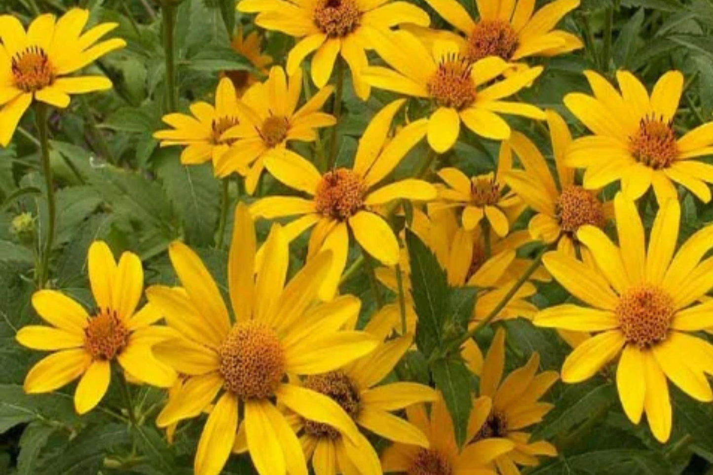 Early Sunflower Seeds – Hardy Perennial Heliopsis helianthoides, Yellow Blooms, 100 Pack