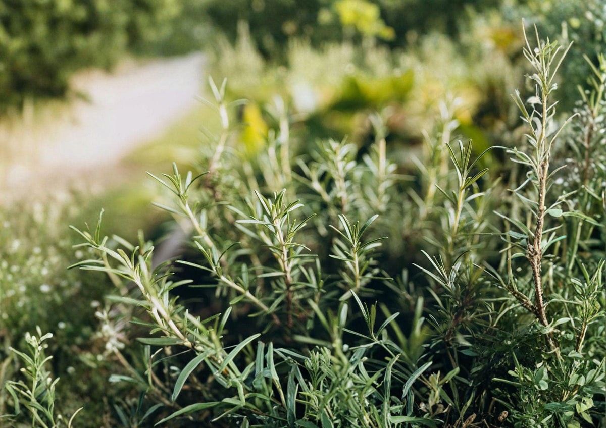 Heirloom Rosemary Herb Seeds – Culinary Evergreen Plant for Gardens and Containers, Rosmarinus officinalis