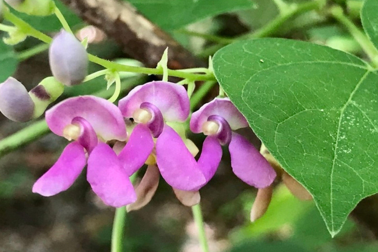 Wild Kidney Bean Vine Seeds – Native Perennial Climbing Legume, Phaseolus polystachios, Nitrogen-Fixing, Native Plant Garden, Trellis