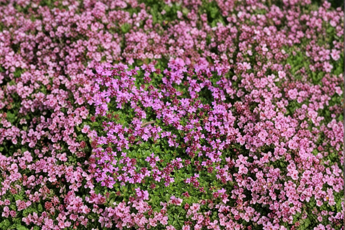 Creeping Thyme Seeds, Perennial Purple Groundcover Herb, Thymus serpyllum, Lawn Alternative, Rock Garden, Pollinator Friendly