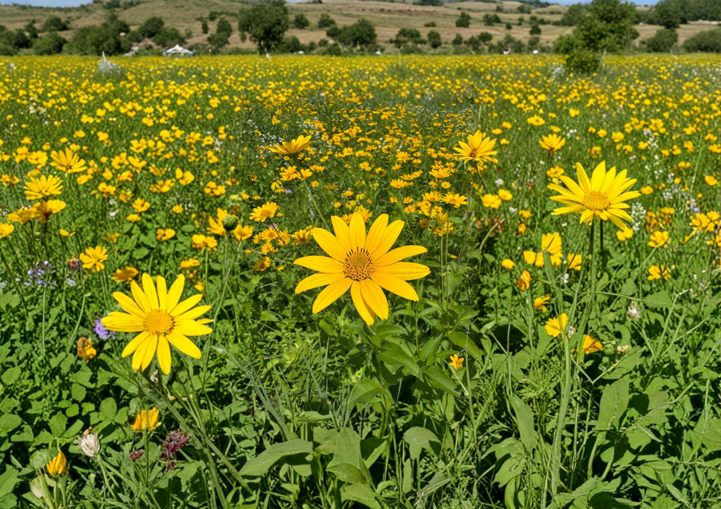 Heliopsis Helianthoides Seeds – 100 Perennial Yellow Daisy Flower Seeds for Garden, Borders, and Wildflower Landscapes