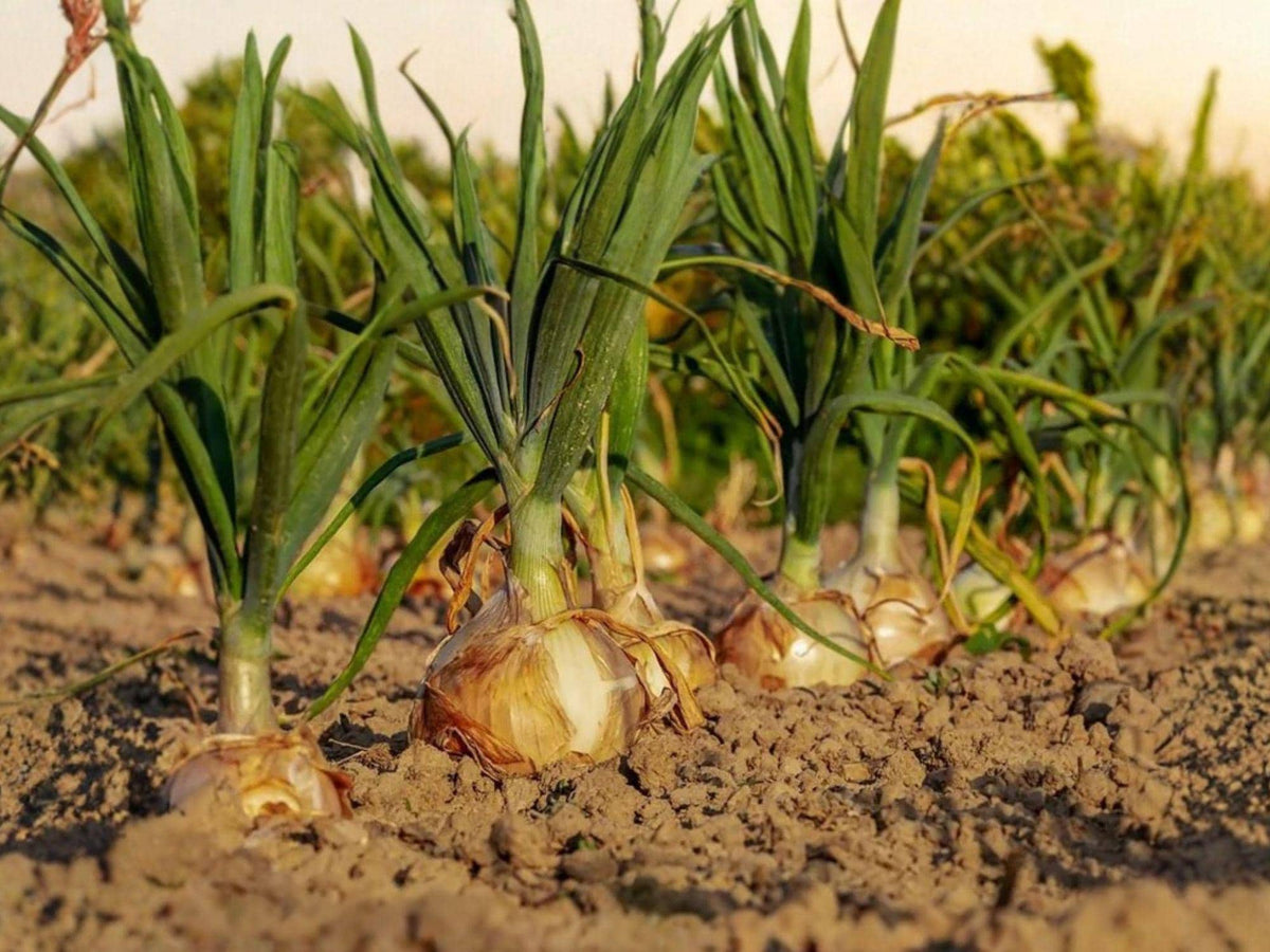 Walla Walla Long Onion Seeds – Allium cepa, Large Bulbs, Green Leaves, Garden Vegetable, 50 Seeds