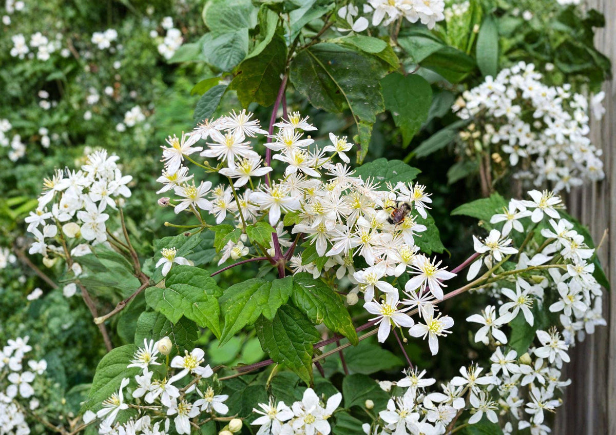 Clematis Virginiana Seeds – 50 Native Climbing Vine Seeds with Fragrant White Flowers, Pollinator Friendly Garden Plant