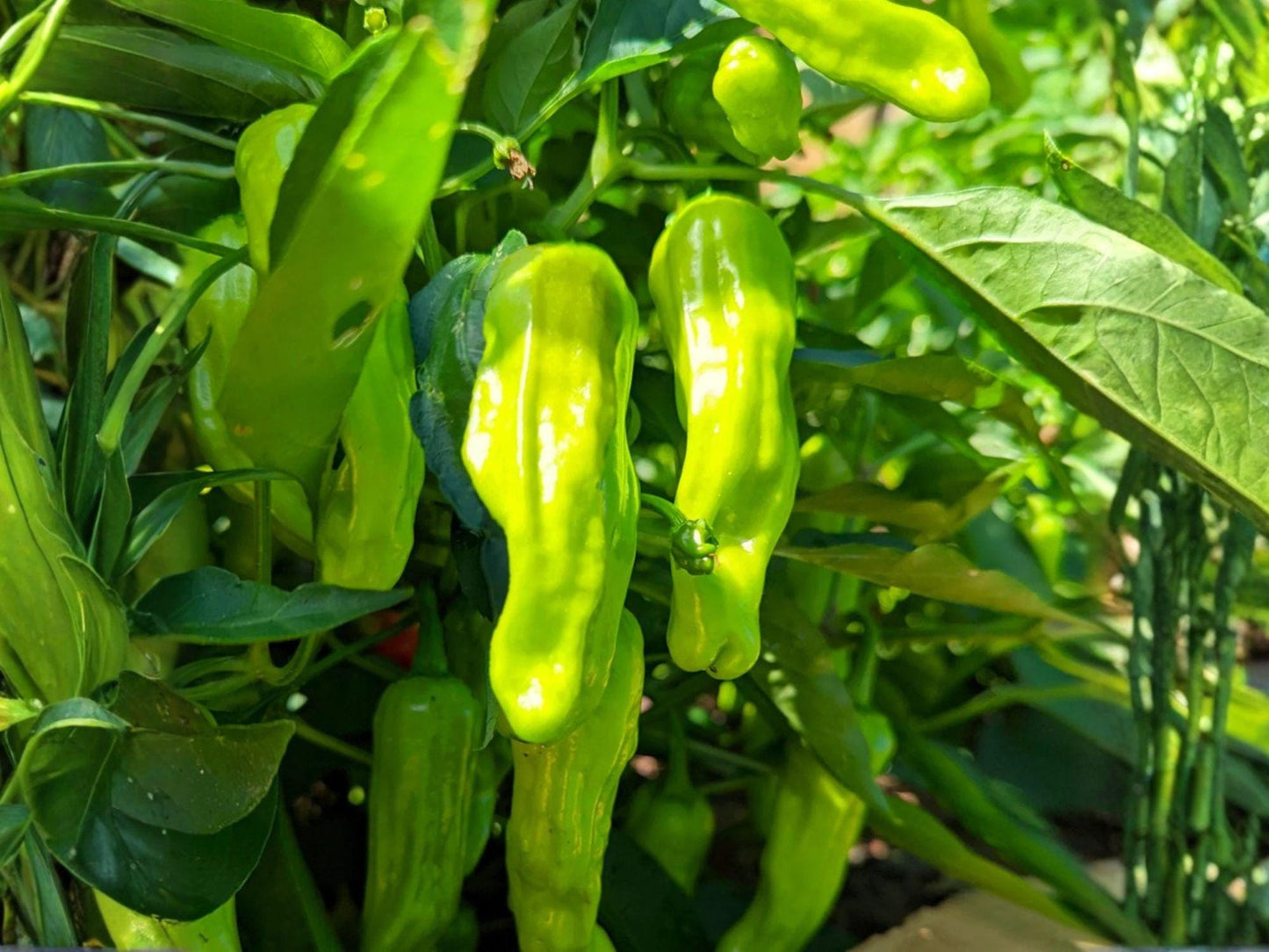 Heirloom Shishito Pepper Seeds – Japanese Frying Pepper, Mild Heat, High Yield, Gourmet Vegetable, Asian Hot Pepper, 25 Seeds
