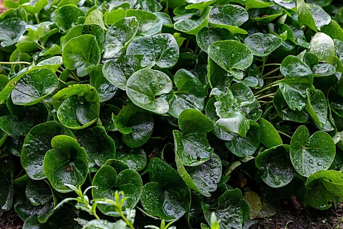 Wild Ginger Seeds – Native Woodland Ground Cover, Shade Loving Medicinal Herb, Asarum Canadense, 10 Seeds