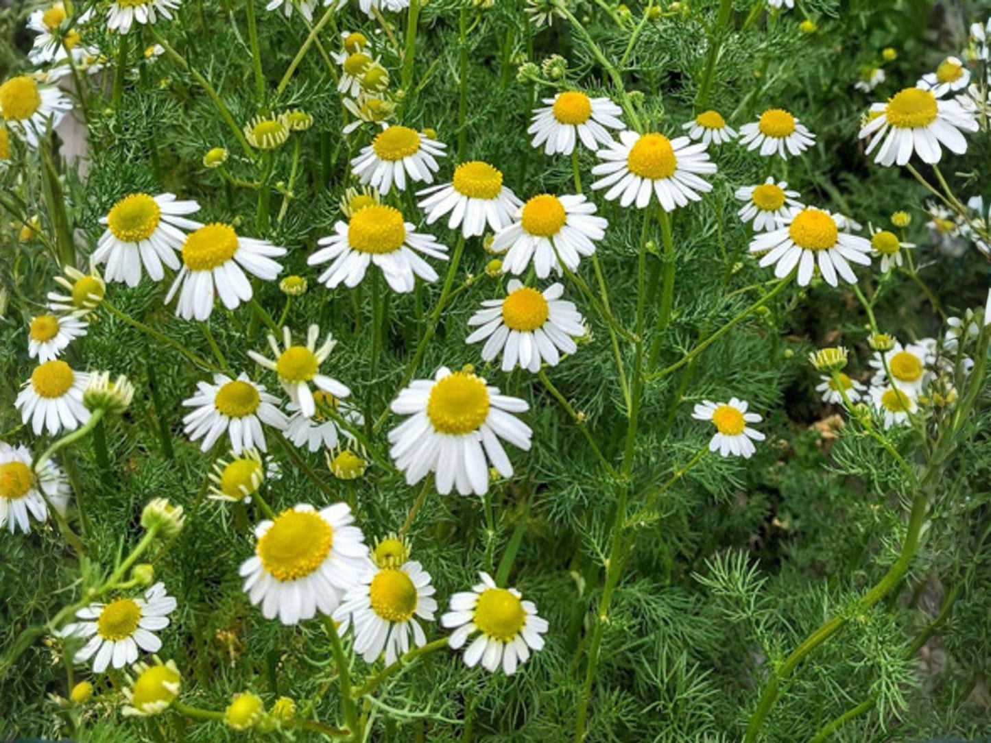 German Chamomile Seeds – Heirloom Non-GMO Herb for Tea & Garden, Matricaria recutita
