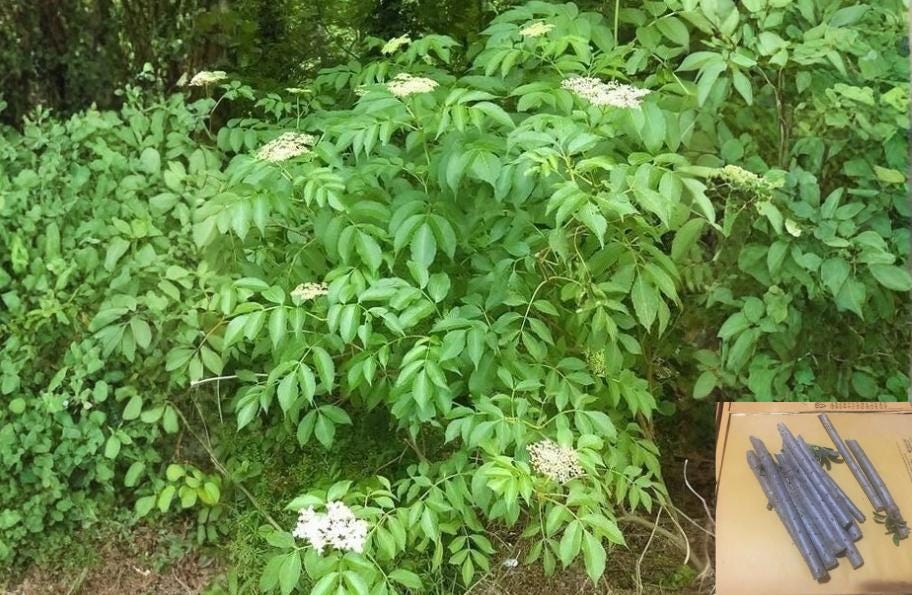 American Elderberry Cuttings - Sambucus canadensis Native White Flowering Shrub, Perennial, Deciduous, 10 Unrooted Plant Cuttings