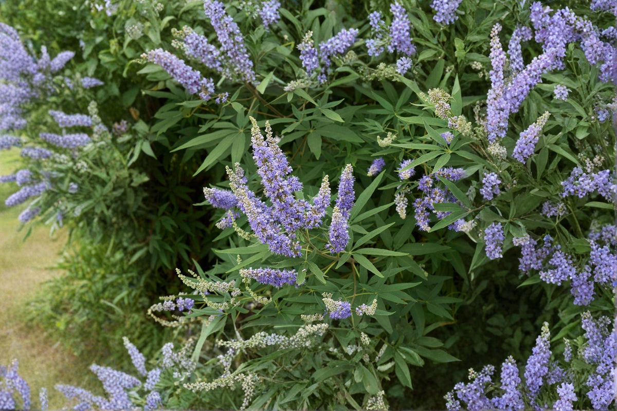 Vitex Agnus Castus Seeds – Monk’s Pepper, Drought Tolerant Ornamental Shrub, Purple Blooms, Pollinator-Friendly, 10 Seeds