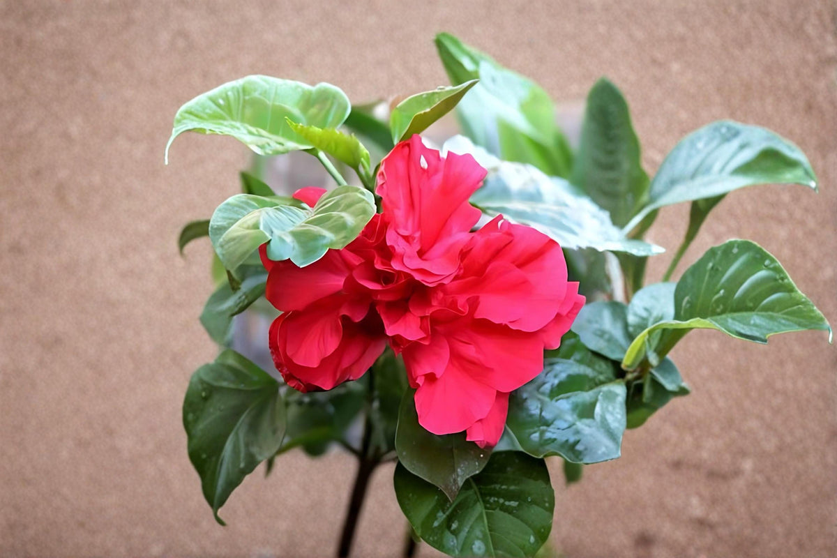 Red Rose of Sharon Plants – 2 Live Hibiscus syriacus Shrubs, Ornamental Red Flowering Bush for Garden Borders and Hedges