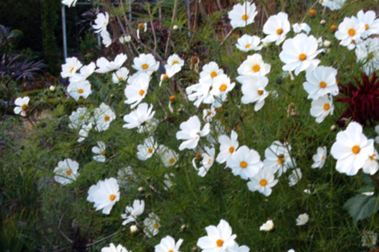 Cosmos Purity Seeds – 100 White Annual Flowers for Borders, Cut Flowers, Summer Bloom, Pollinator-Friendly, Easy to Grow