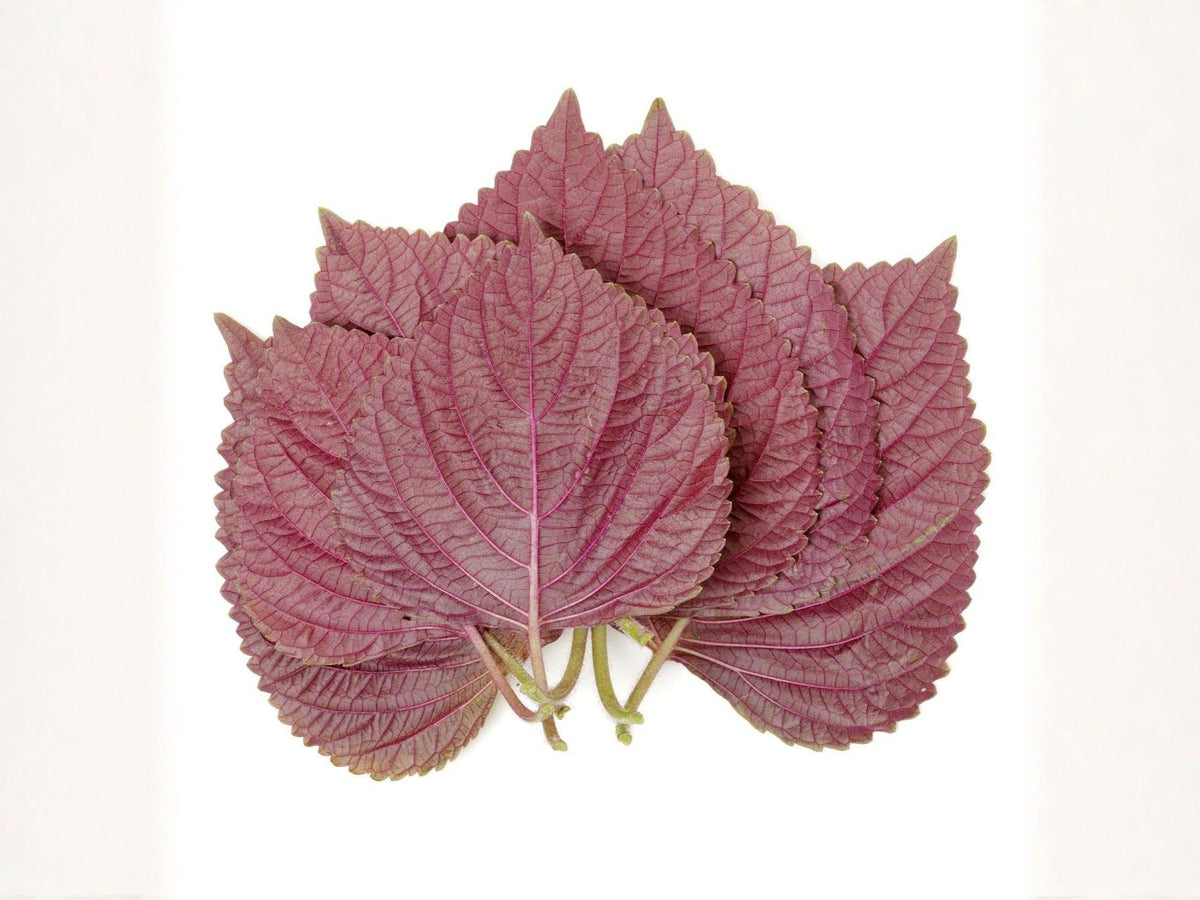 Red Aka Shiso Seeds – Heirloom Japanese Herb, Perilla Frutescens, Edible Ornamental, Culinary & Pickling Herb, 100 Seeds