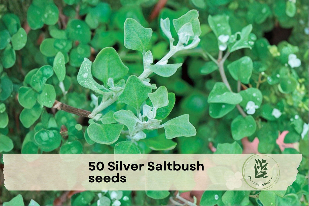 50 Silver Saltbush Seeds Atriplex canescens Drought-Tolerant Shrub for Desert Landscaping & Bonsai