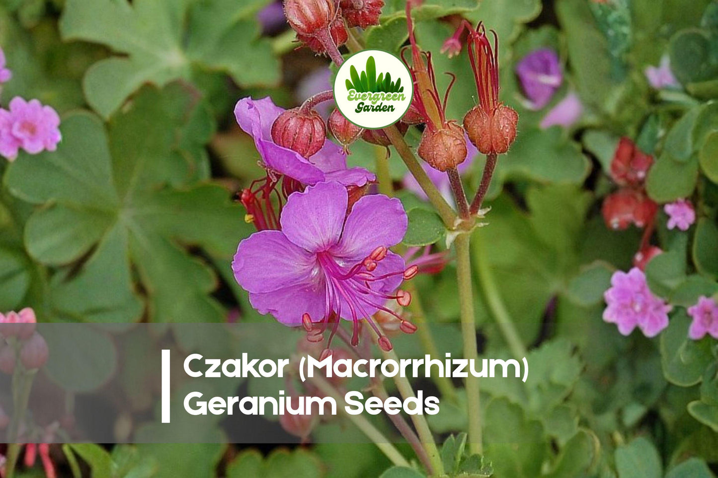Czakor Geranium Seeds | Pink Blooming Perennial | Ground Cover, Drought-Tolerant | Geranium macrorrhizum