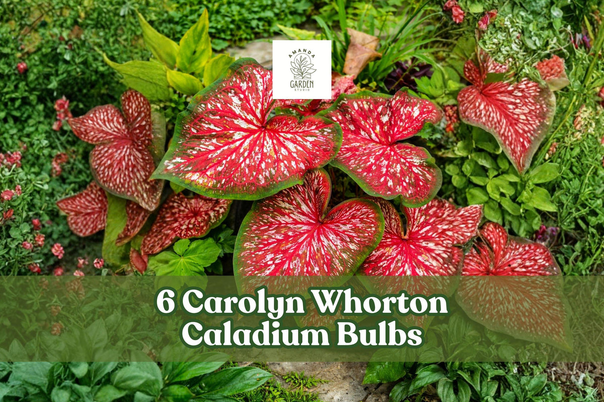 Carolyn Whorton Caladium Bulbs – Pink Green Tropical Foliage Plant for Shade Gardens & Containers – Caladium bicolor