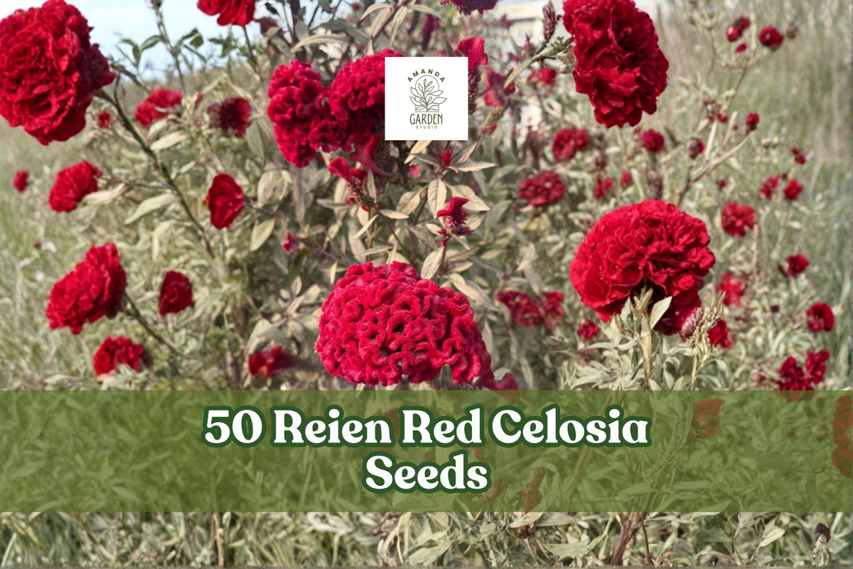 Reien Red Celosia Seeds – Scarlet Cockscomb Flower, Annual, Dark Red Foliage, Cut & Dried Flowers, Celosia cristata