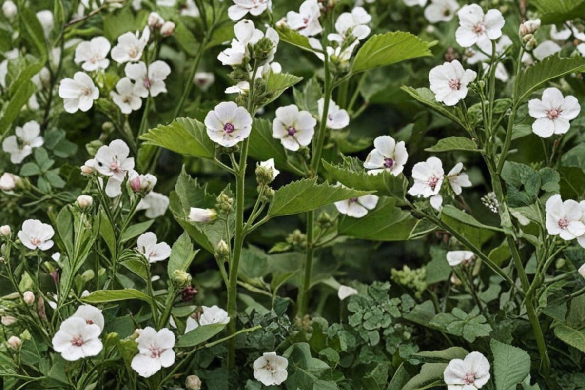 Marshmallow Seeds, Althea Officinalis, Non-GMO, Medicinal Herb, Perennial Plant for Herb Gardens, Edible Roots & Leaves