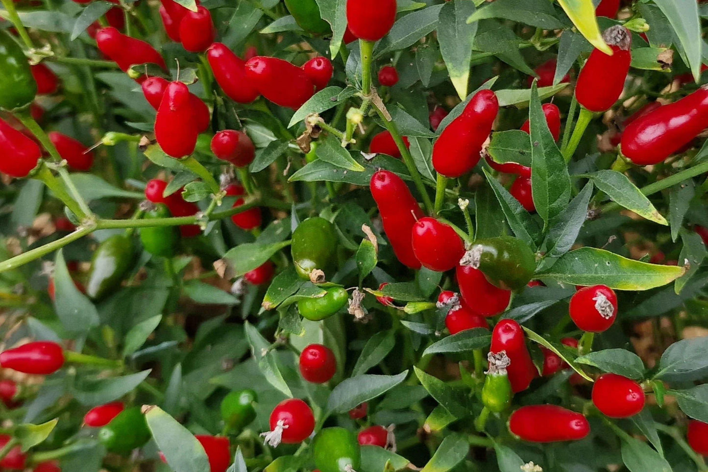 Thai Hot Pepper Seeds, Heirloom Non-GMO Chili Seeds for Spicy Vegetables, Culinary Hot Peppers, Container Growing