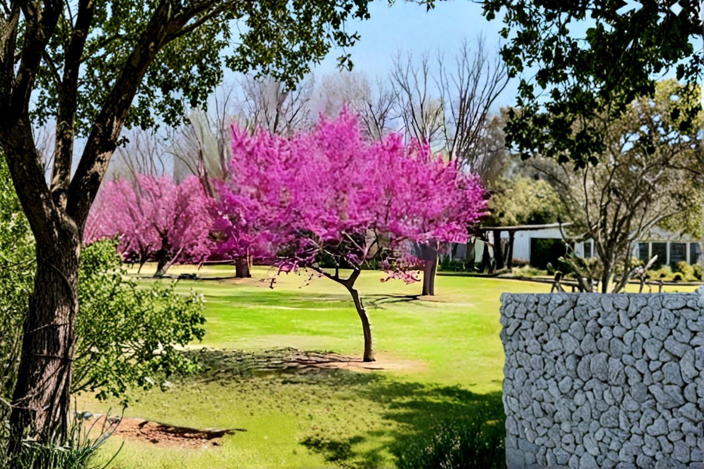 Eastern Redbud Live Trees 2 ft Tall Cercis canadensis Spring Flowering Ornamental Tree