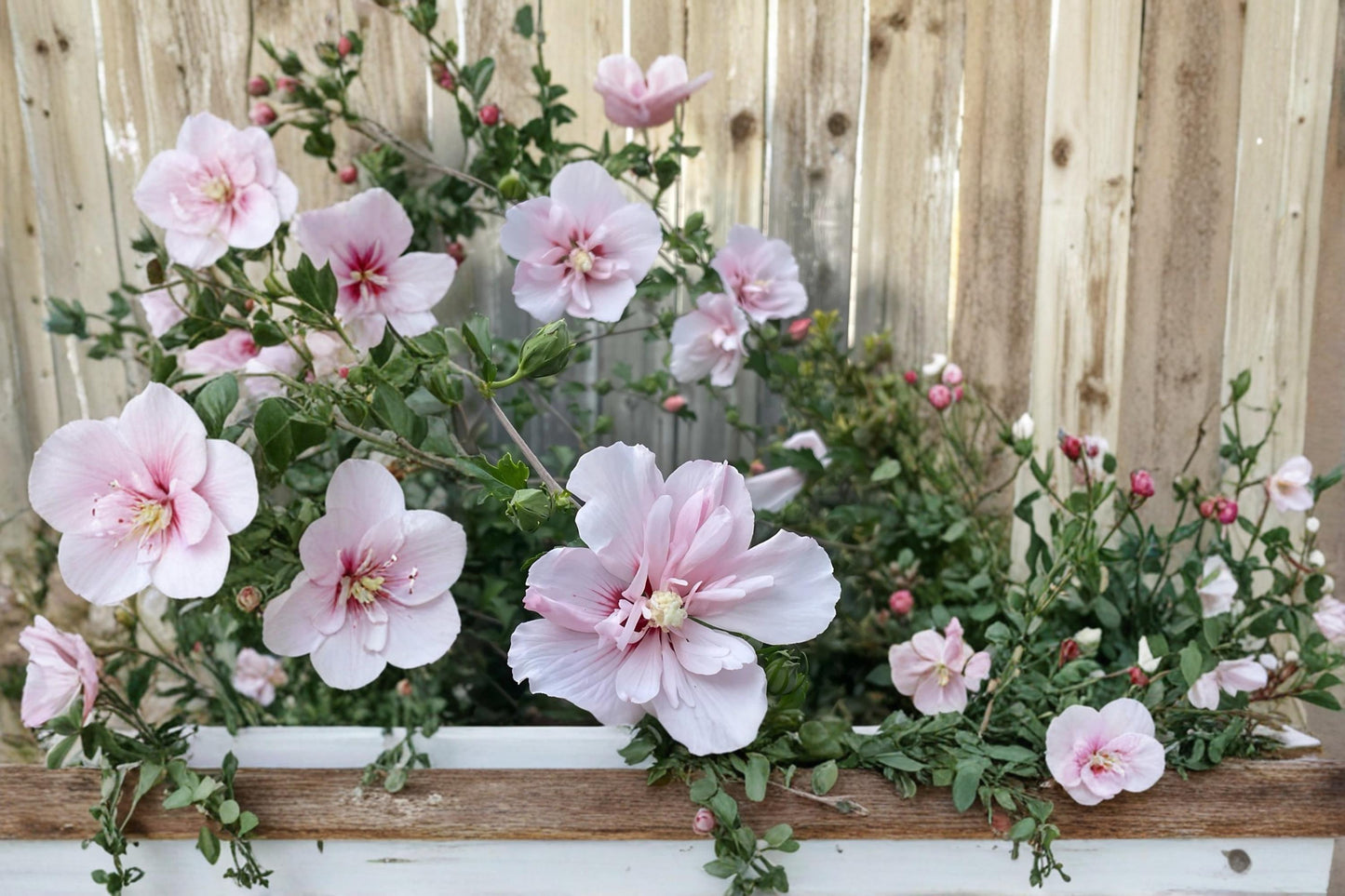 Pink Althea Rose of Sharon Shrubs - 2 Live Trees, Pink Flowers, Hibiscus syriacus, Ornamental Flowering Shrubs for Garden