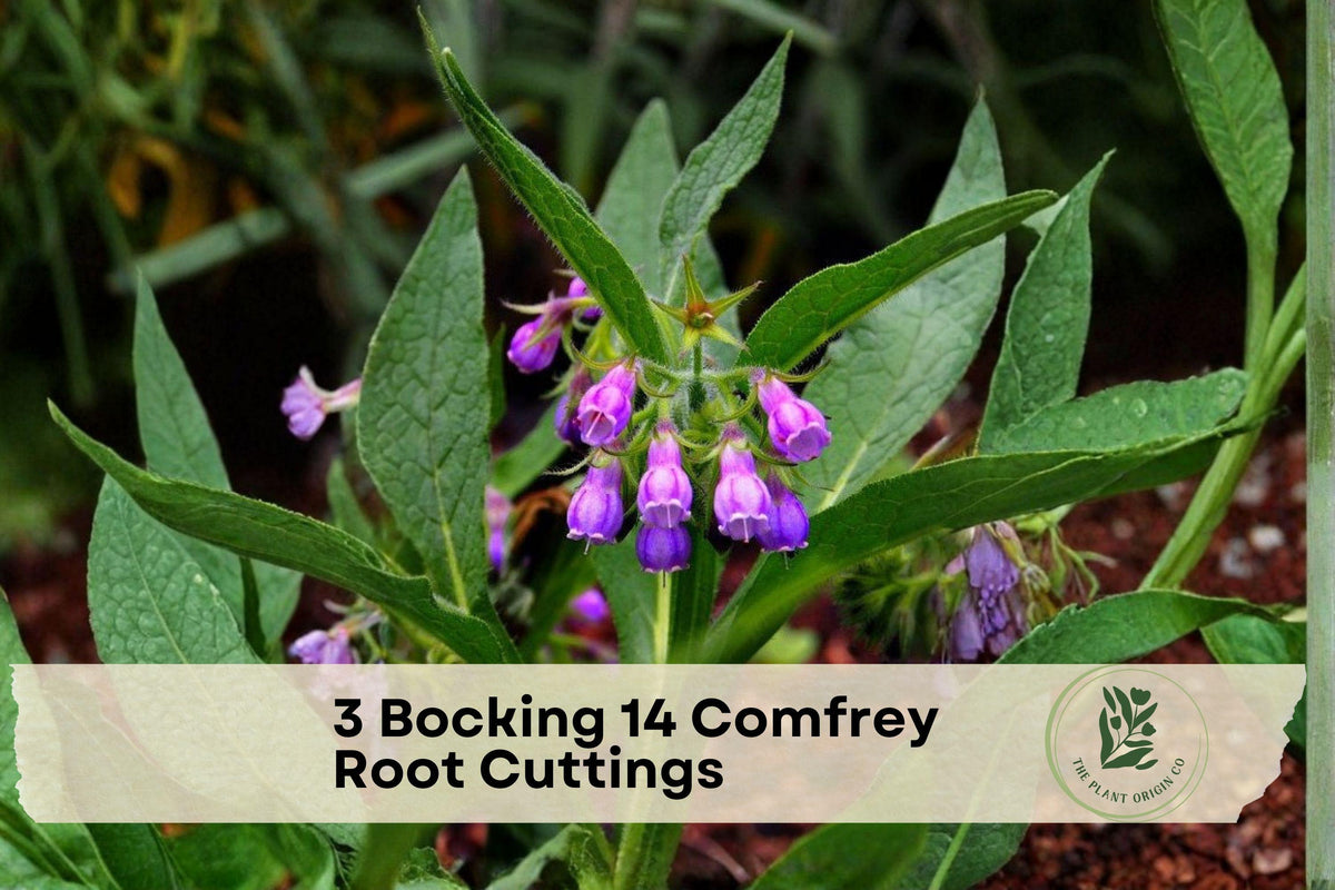 3 Bocking 14 Comfrey Root Cuttings – Perennial Herb, Symphytum × uplandicum, Purple Flowers, Garden Bed Plant