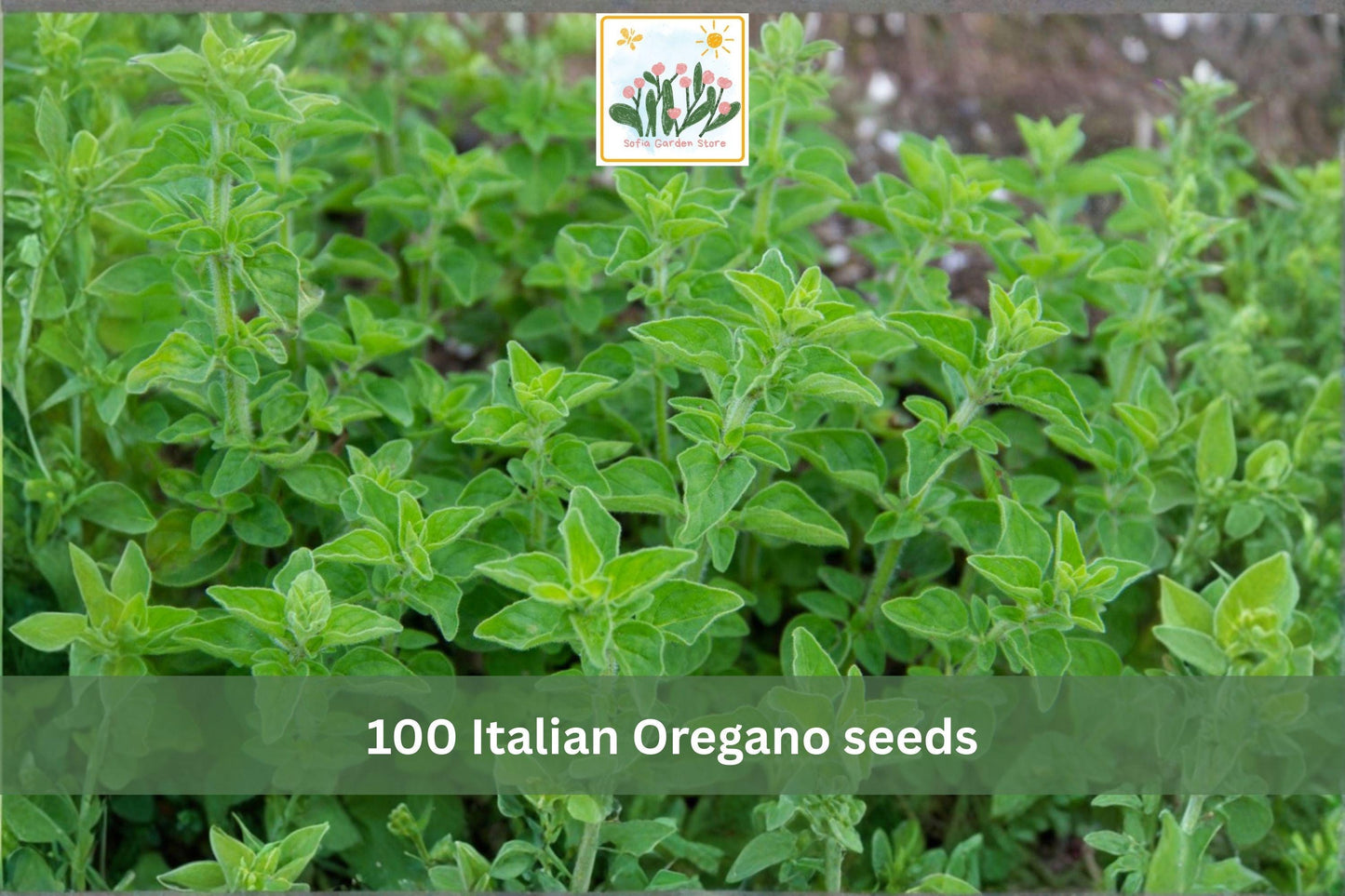 Italian Oregano Seeds – 100 Heirloom Perennial Herb Seeds for Garden, Container, Herb Garden, Origanum vulgare