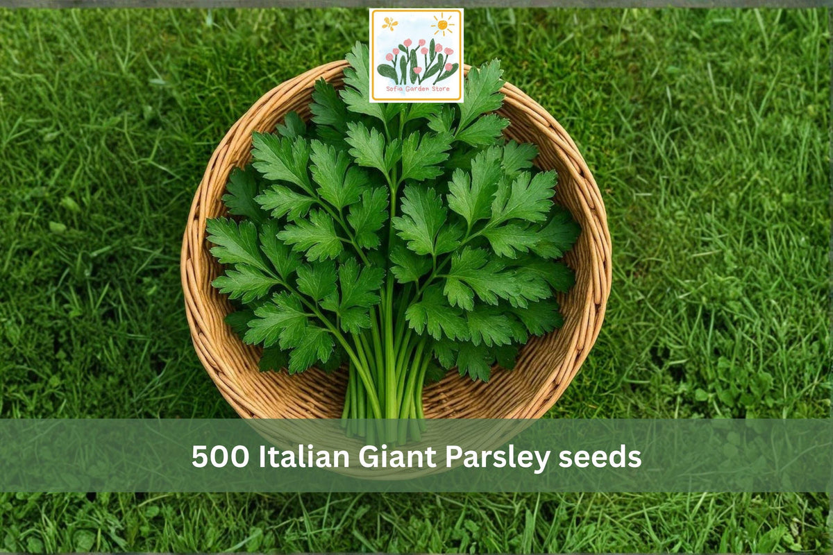 Italian Giant Parsley Seeds 500pcs – Flat Leaf Culinary Herb, Dark Green, Petroselinum crispum, Grow Fresh Herbs