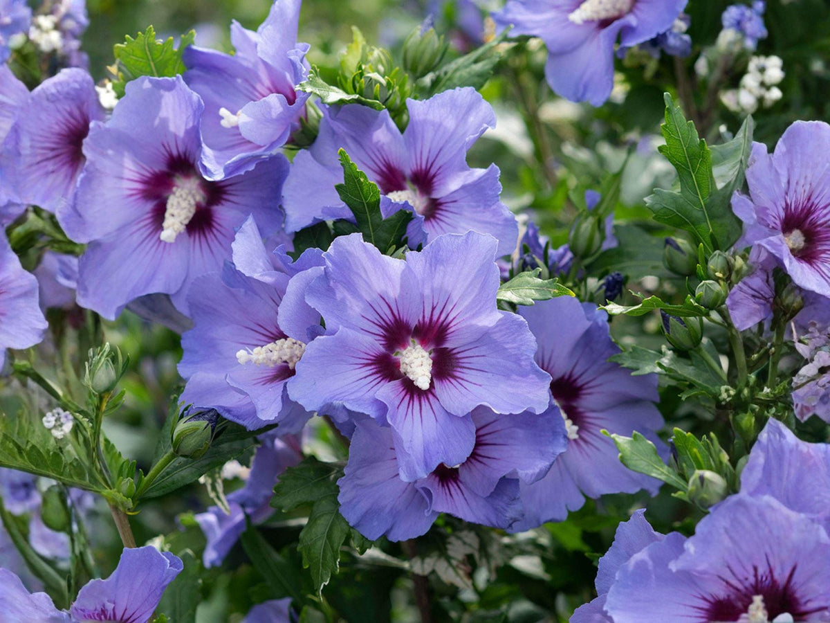 Rose of Sharon Seeds – Heirloom Non-GMO Hibiscus syriacus Flowering Shrub, Garden Plants, Ornamental Landscape Seeds