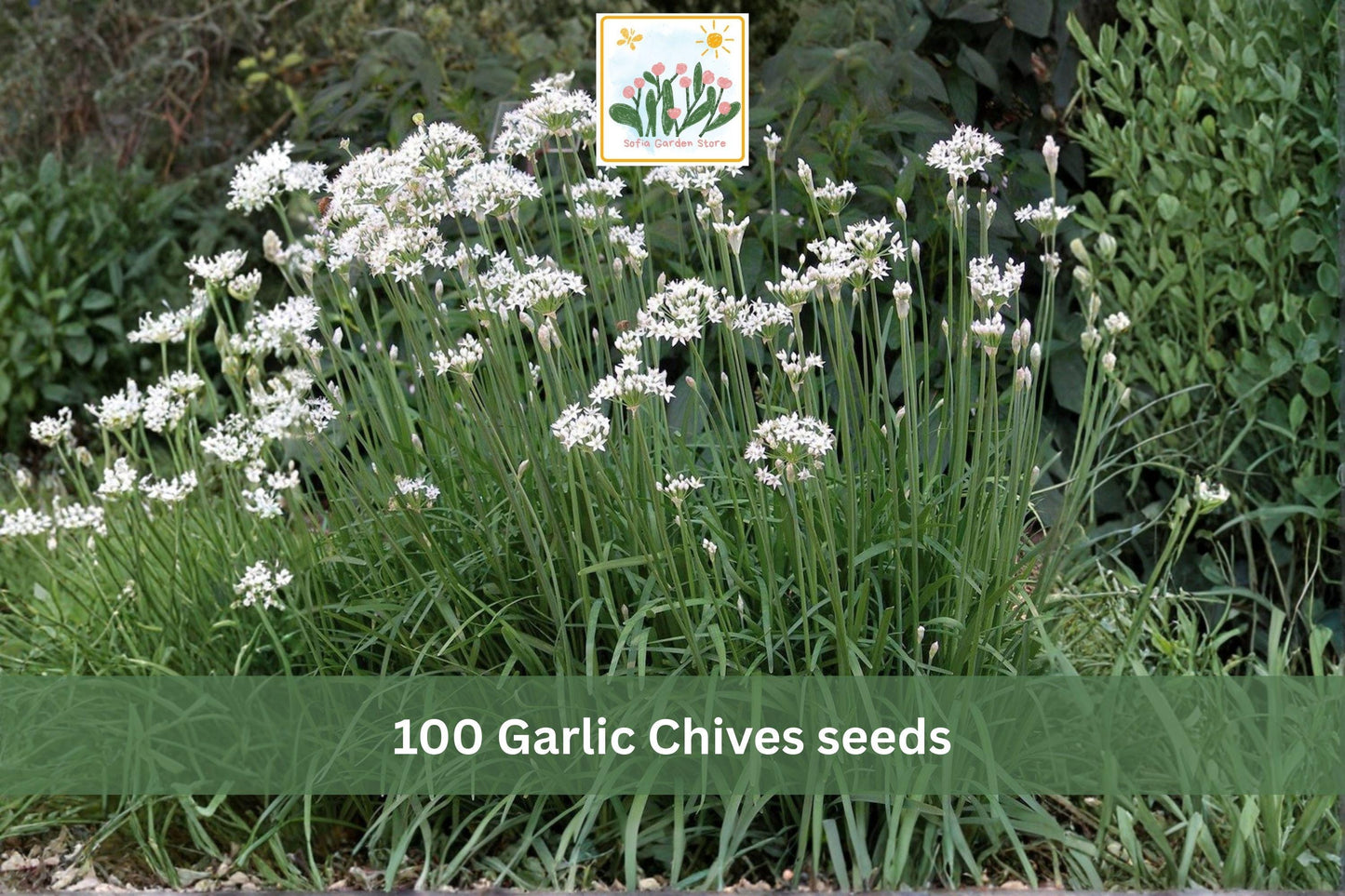 Garlic Chives Seeds 100pcs – Allium tuberosum Perennial Culinary Herb for Garden & Containers