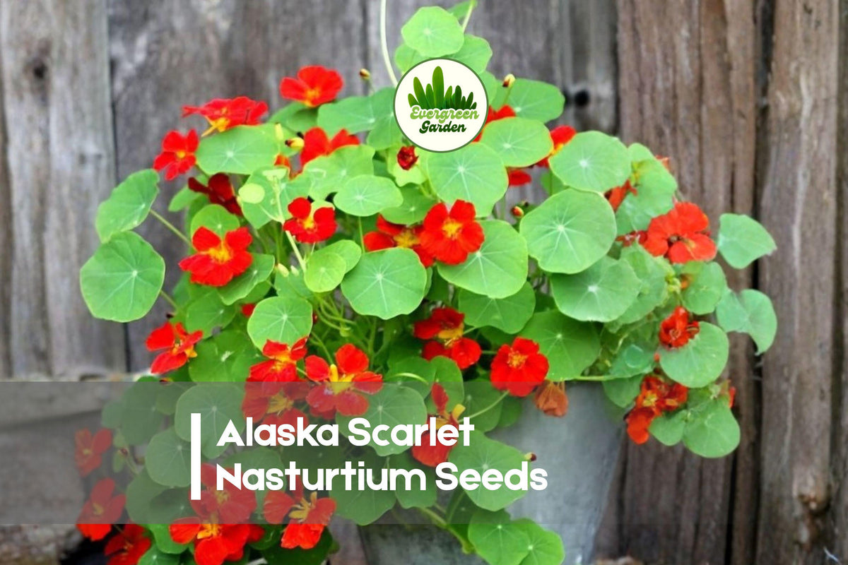 50 Alaska Scarlet Nasturtium Seeds - Vibrant Red Flowers & Variegated Cream Foliage Tropaeolum majus