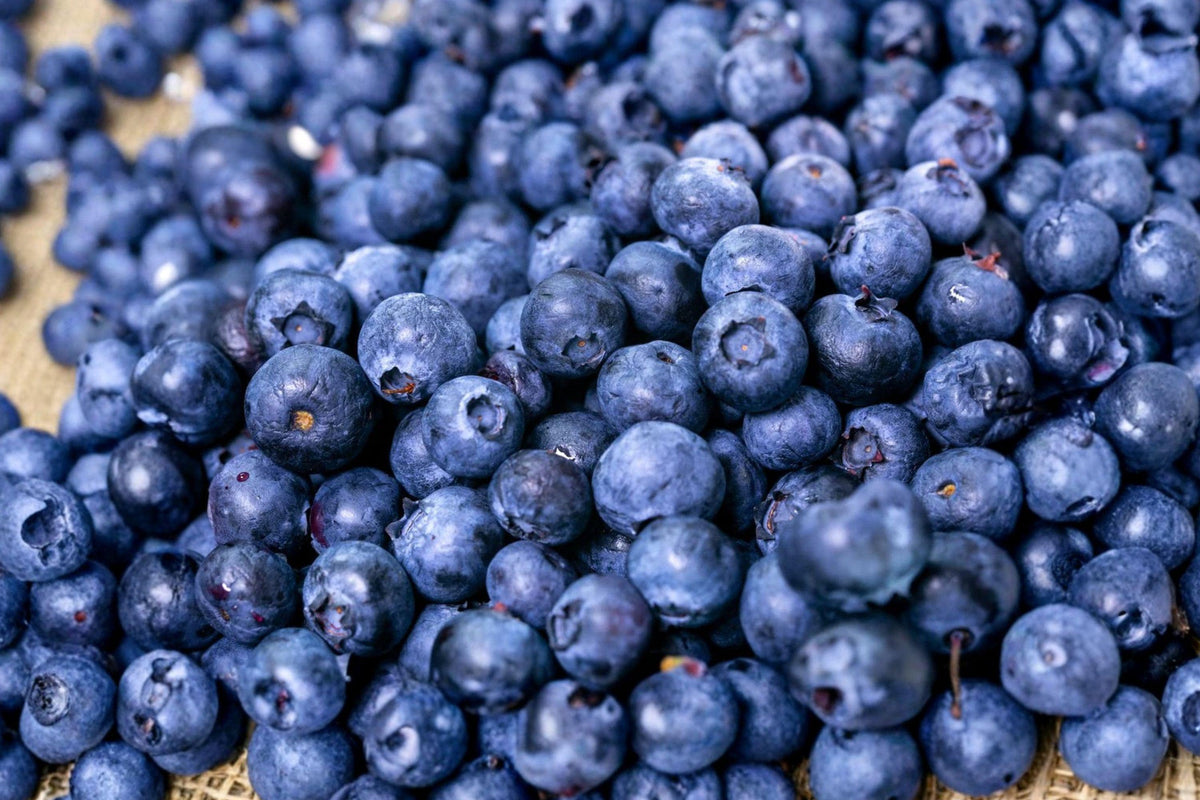 Highbush Blueberry Seeds, Vaccinium corymbosum, Non-GMO, Fruit Plant for Gardens & Containers