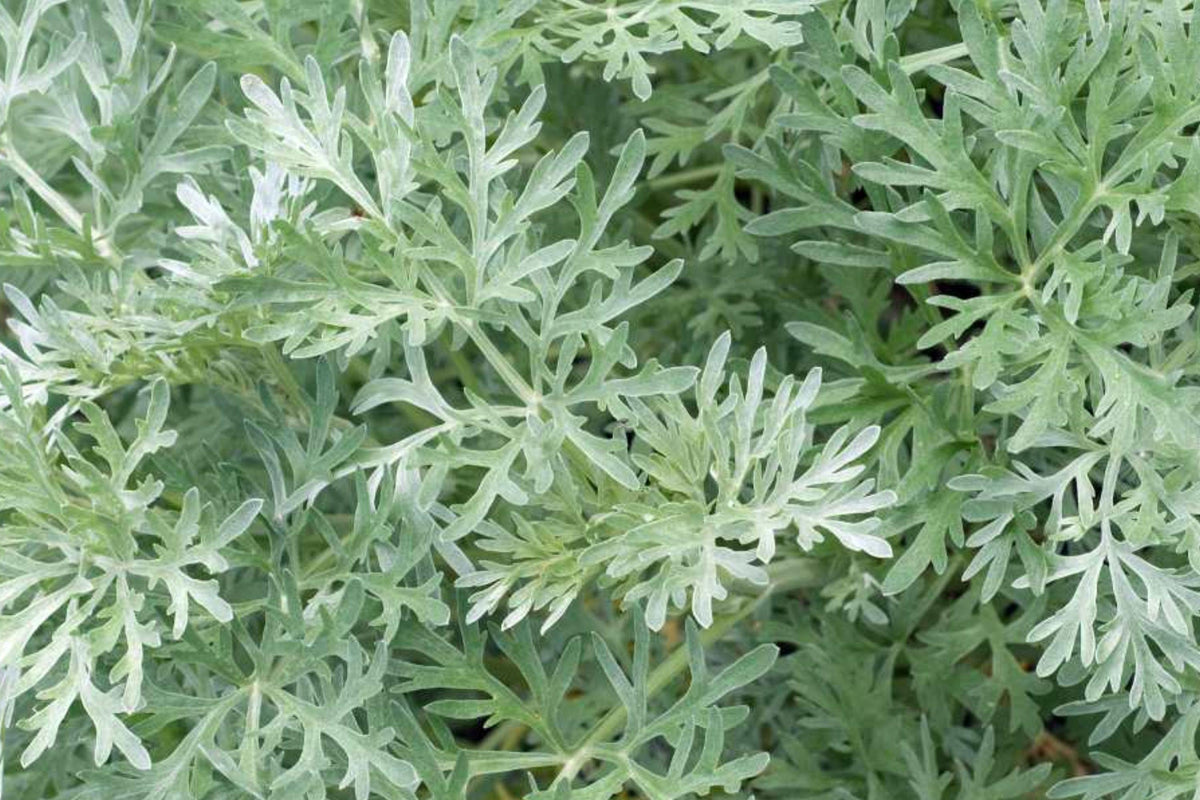 Absinthe Wormwood Seeds, Perennial Medicinal Herb with Silver Foliage, Artemisia absinthium