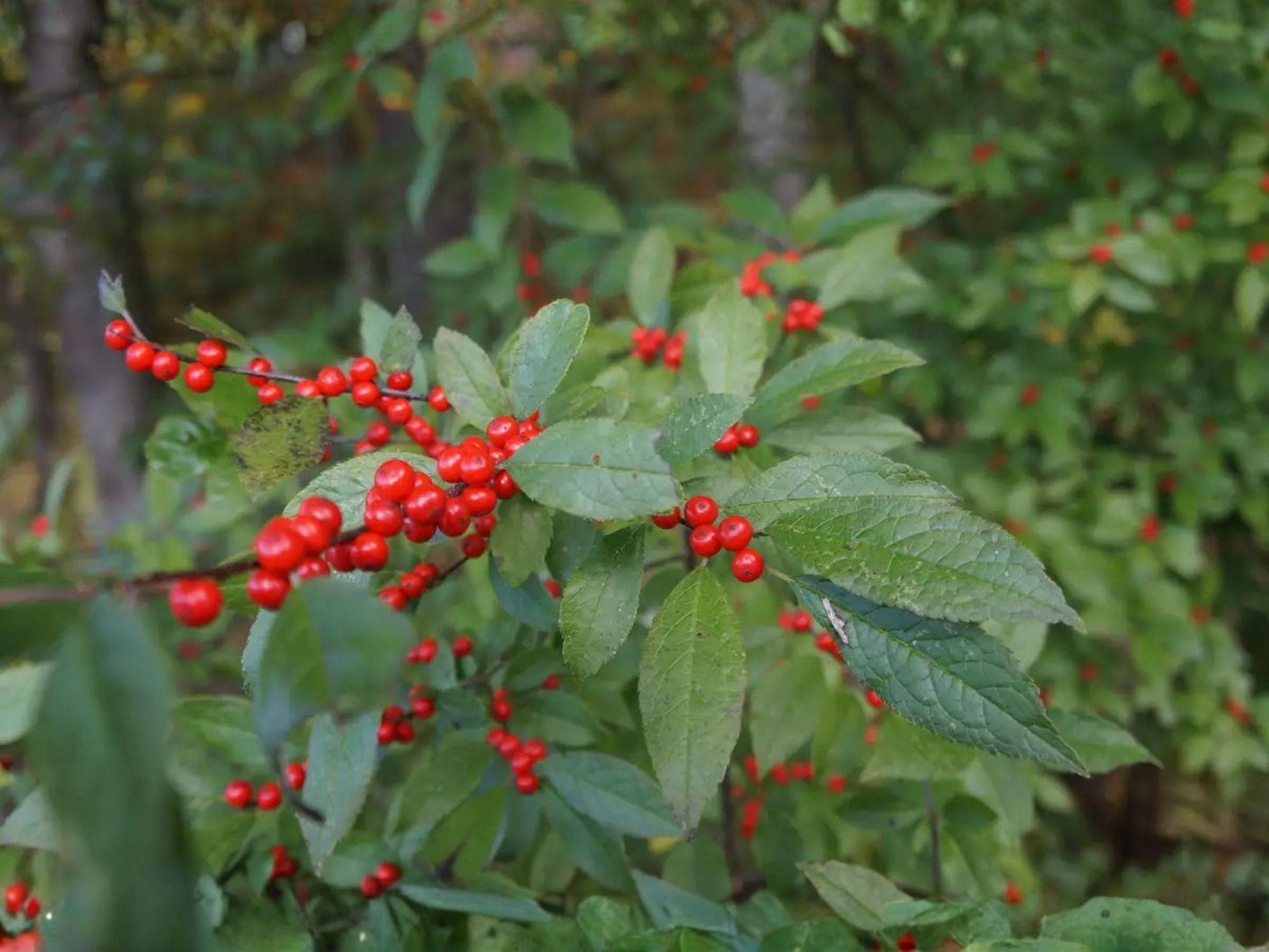 Mountain Holly Seeds – Ilex montana Native Shrub Tree Seeds for Woodland Gardens, Wildlife Habitat, Fall Berries