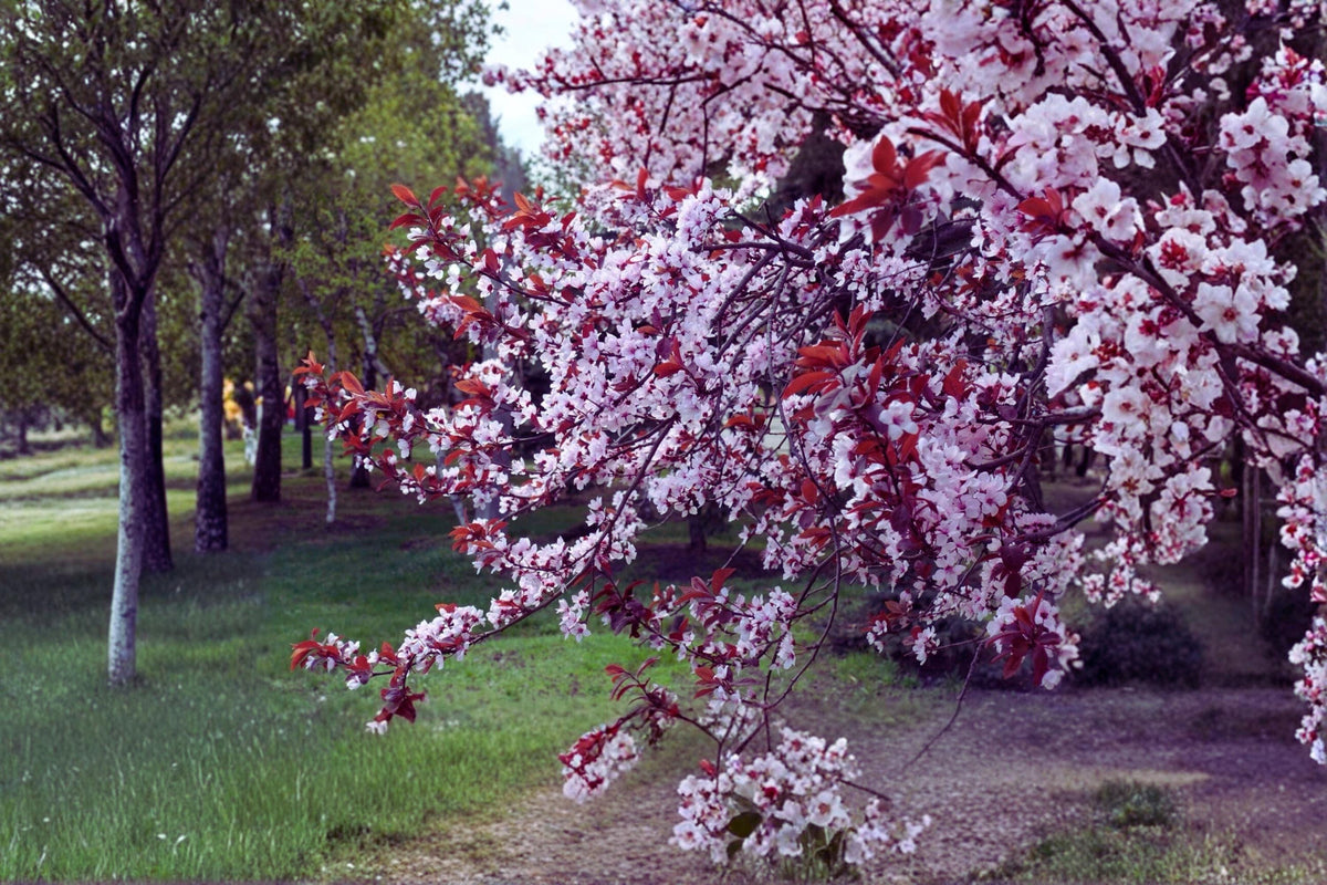 Purple Leaf Plum Tree, 2 ft Live Ornamental Prunus × cistena, Deep Purple Foliage, Pink Spring Flowers