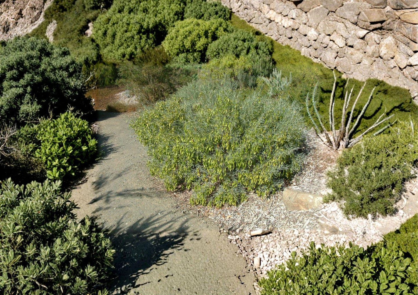 Jojoba Seeds – Drought Tolerant Evergreen Shrub for Oil Production, Simmondsia Chinensis, Xeriscape & Low-Water Gardens