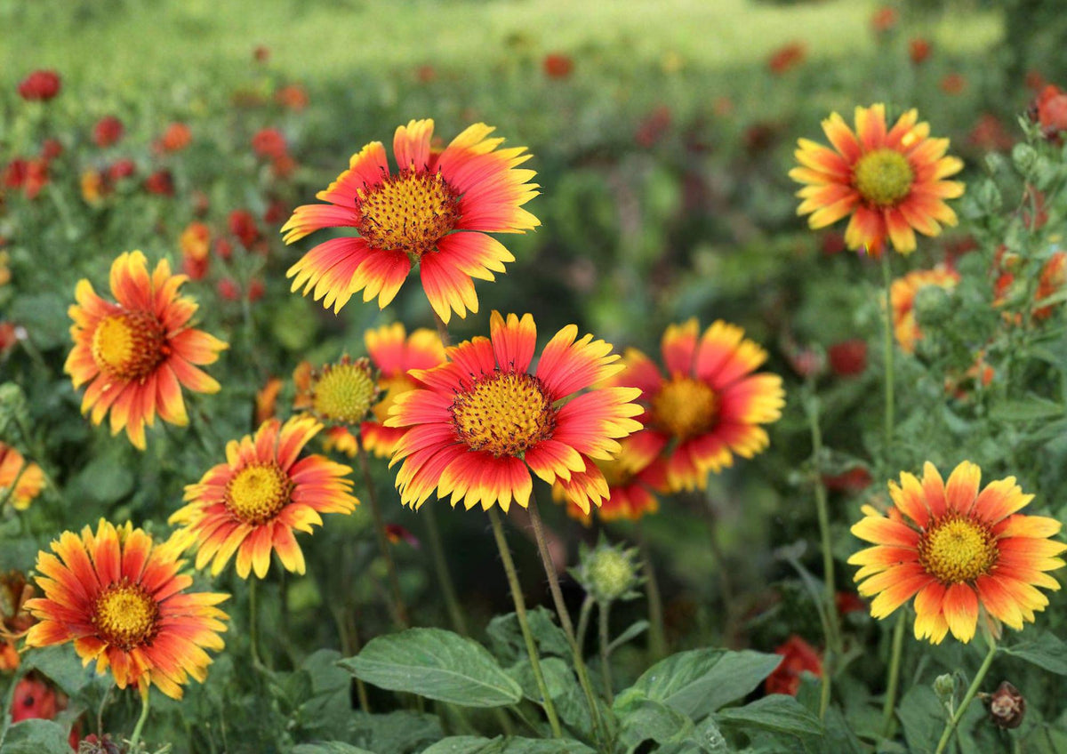 Indian Blanket Wildflower Seeds, Gaillardia pulchella, Bright Red Yellow, Drought Tolerant, Pollinator Garden, 200 Seeds