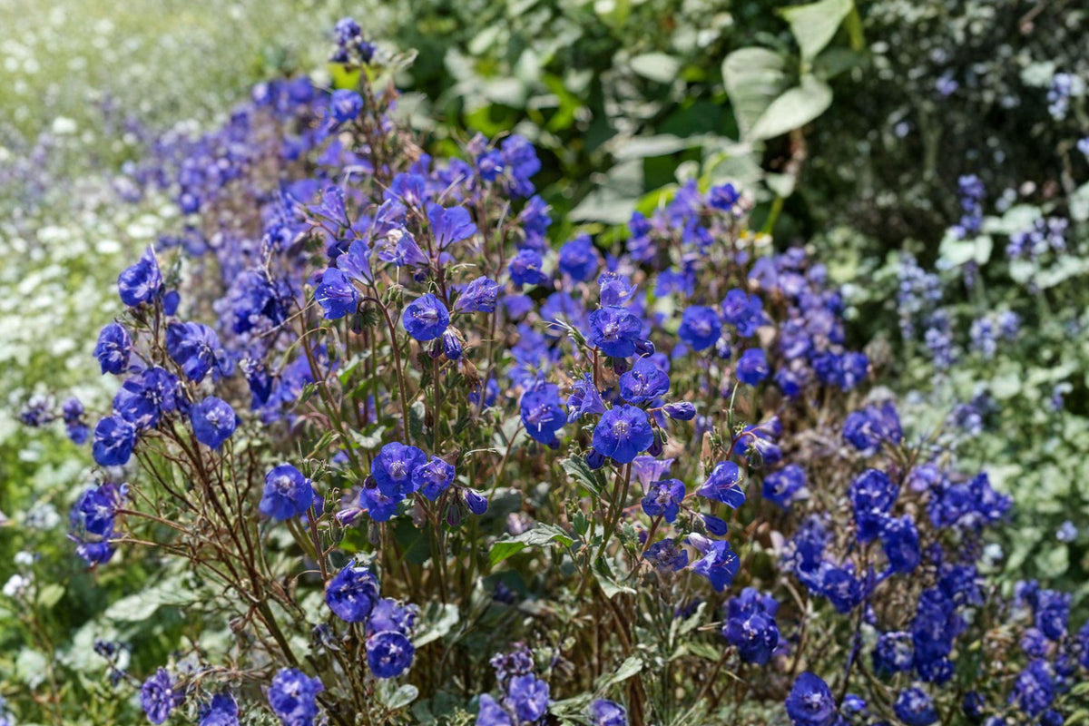 California Bluebells Seeds – Phacelia campanularia, 100 Desert Wildflower Seeds for Pollinator Gardens and Spring Bloom