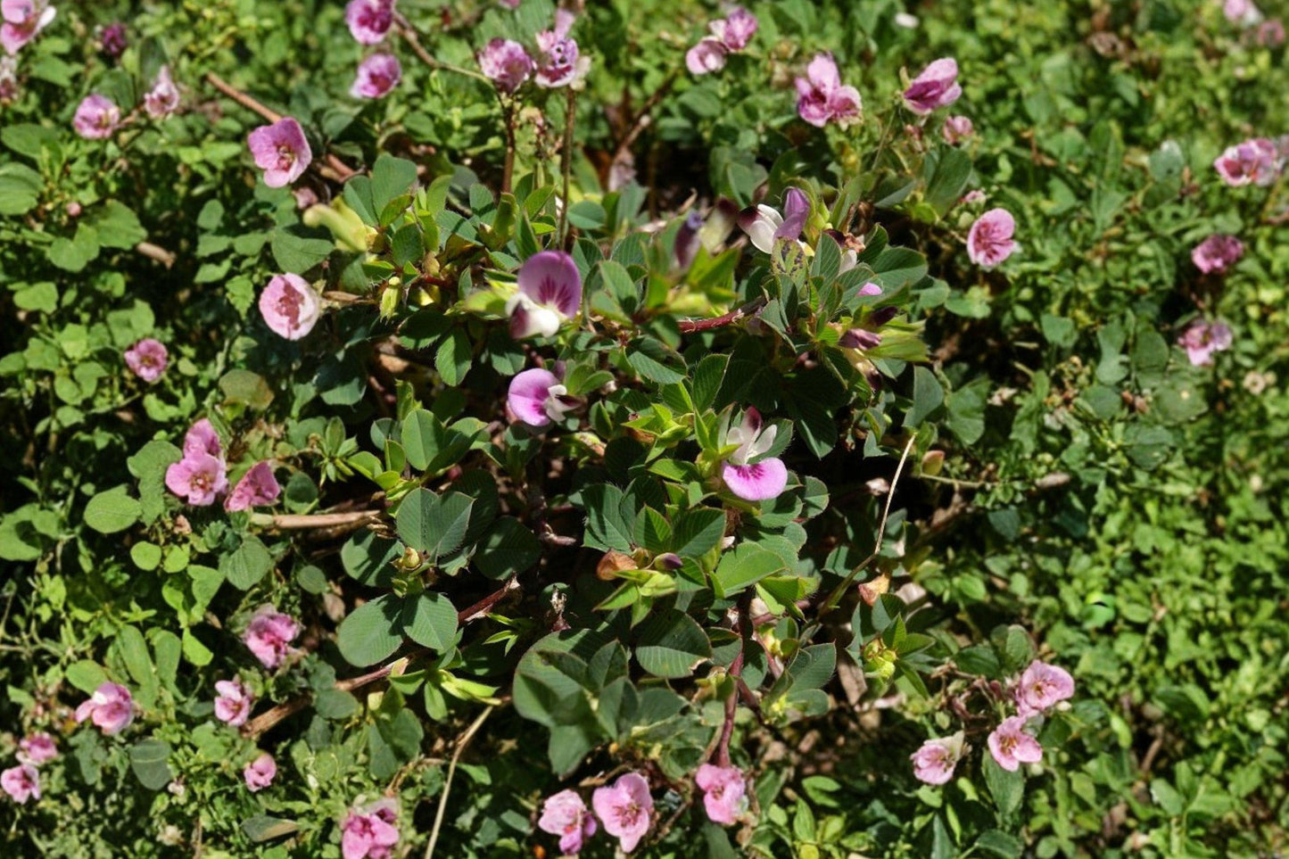 Korean Lespedeza Seeds – Annual Groundcover for Erosion Control, Forage, Soil Improvement – Kummerowia stipulacea