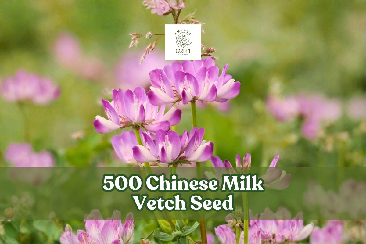 500 Chinese Milk Vetch Seeds – Astragalus sinicus Pink-Purple Flowering Cover Crop, Garden & Field Planting