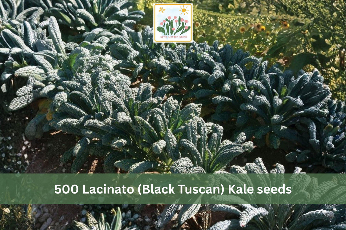 Lacinato Kale Seeds 500pcs – Black Tuscan Dinosaur Kale Vegetable Seeds for Garden Planting – Brassica oleracea