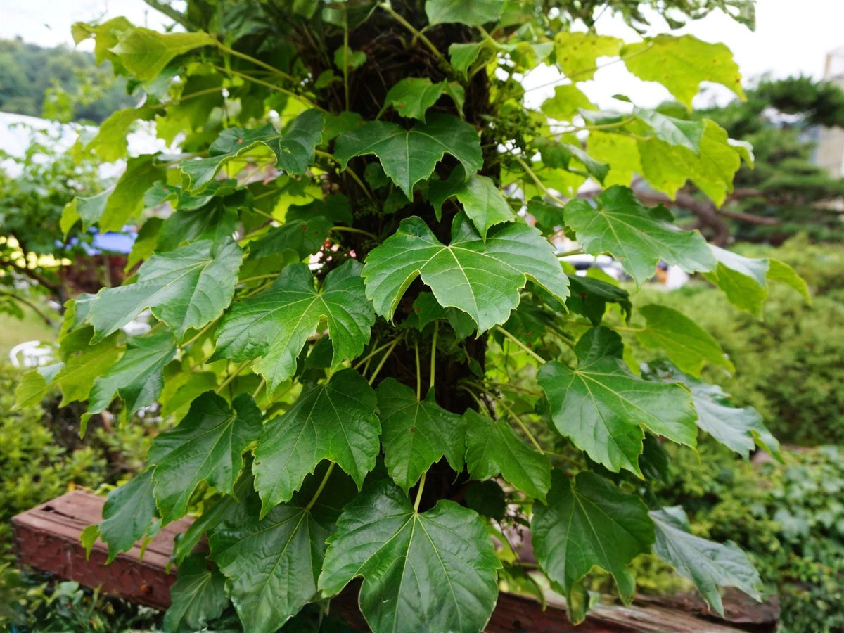Boston Ivy Seeds – Heirloom Climbing Vine for Trellises, Fences & Walls – Parthenocissus tricuspidata, Non-GMO, Seasonal Foliage