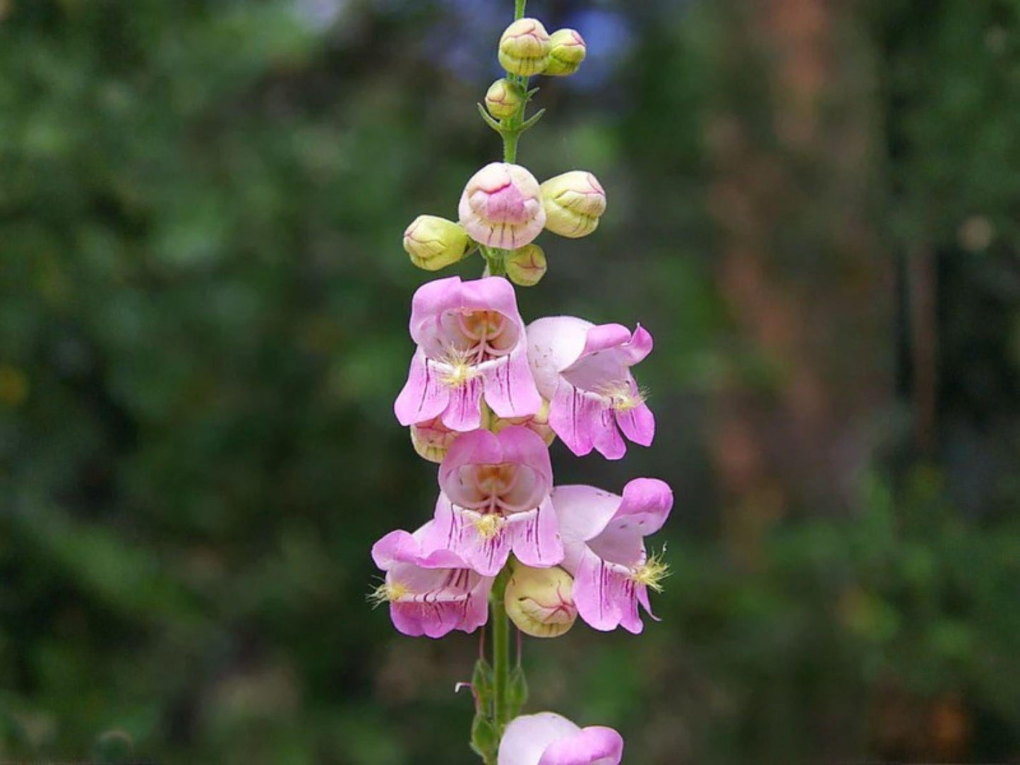 Palmer’s Penstemon Seeds – 50 Native Wildflower Seeds for Pollinator Gardens, Drought Tolerance, Fragrant Pink Lavender Blooms