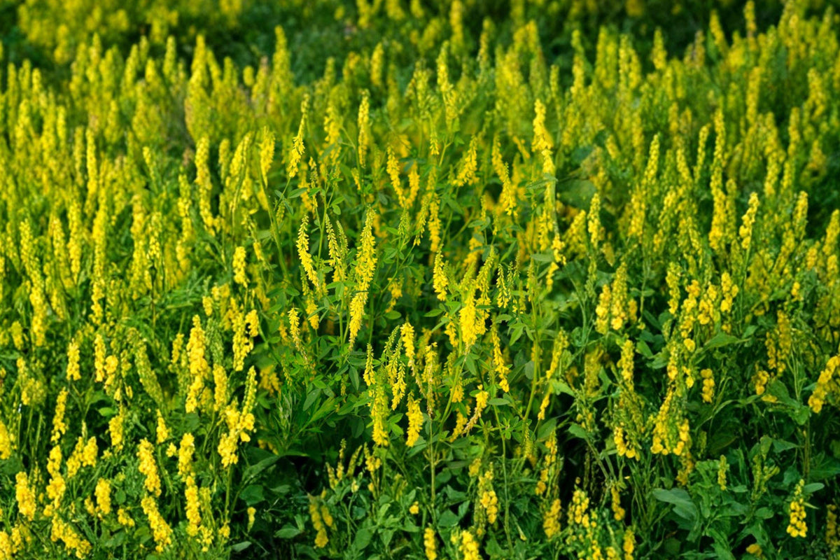 Yellow Blossom Sweet Clover Seeds – Nitrogen Fixing Cover Crop, Pollinator Friendly, Melilotus officinalis