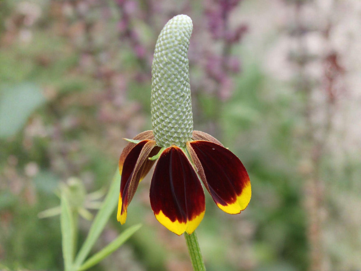 Mexican Hat Wildflower Seeds – Heirloom Non-GMO Ratibida columnifera pulchra for Prairie Garden, Pollinator, Flower Bed Planting