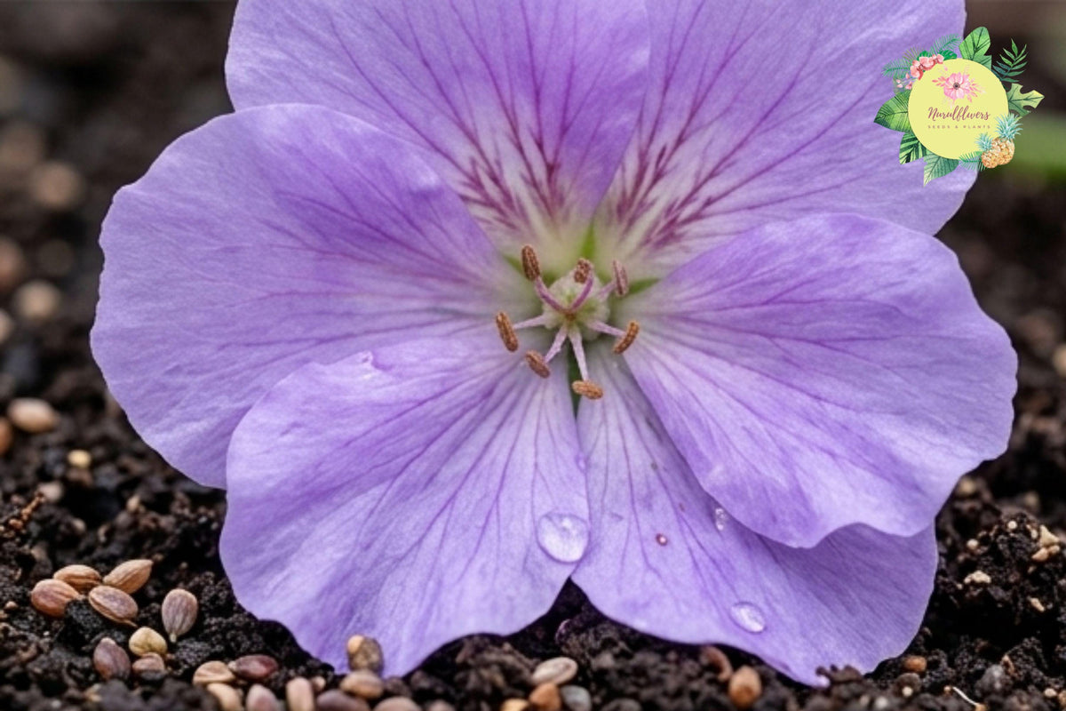 Packet Geranium Seeds - 100 Non-GMO Pelargonium spp. Fragrant Flower Seeds for Garden, Container, Landscaping