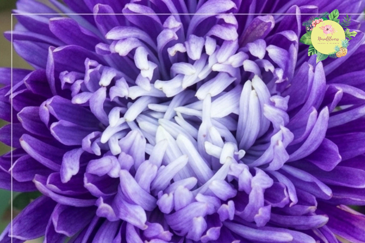 Regal Relic Mum Chrysanthemum Seeds, Over 200 Pack, Annual Flower Seeds, Bright Multi-Color Blooms, Chrysanthemum morifolium
