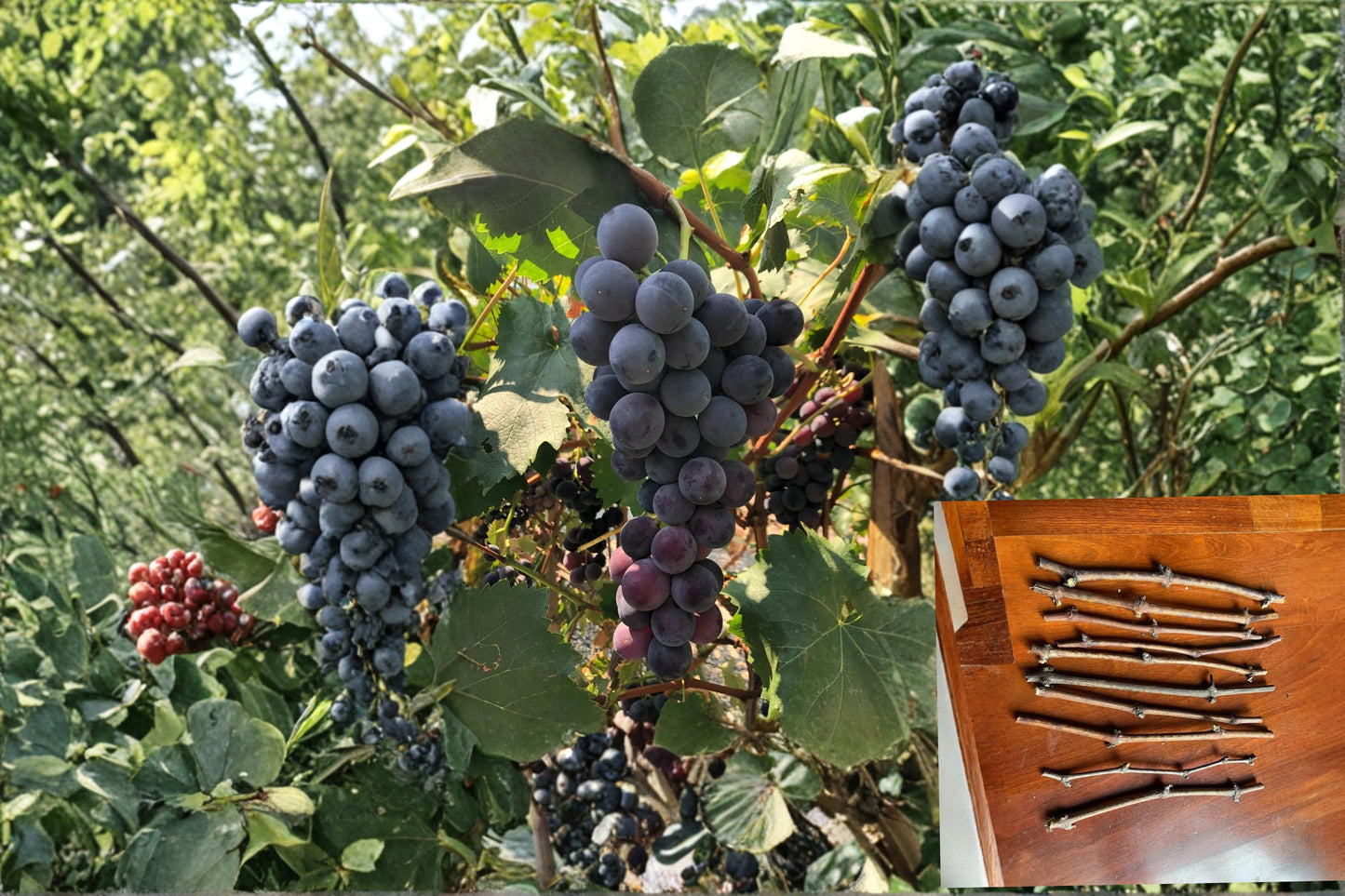 Kyoho Grape Cuttings 12" Vitis vinifera Japanese Giant Fruit Vine for Home Garden and Vineyard