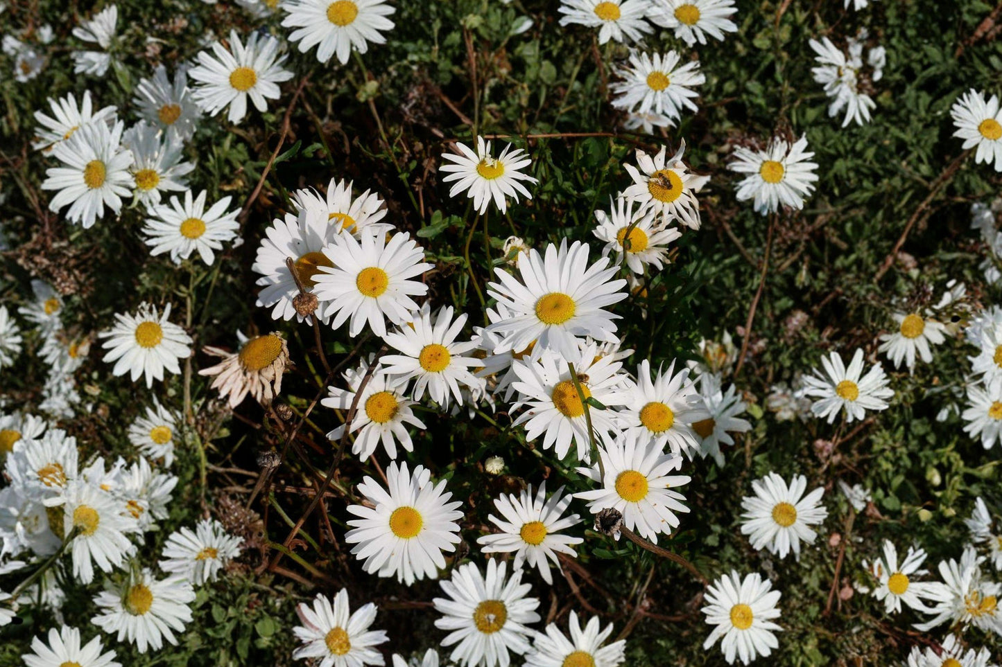 Oxeye Daisy Seeds – Wildflower for Pollinator Gardens, Hardy Perennial, White Flowers, Leucanthemum vulgare
