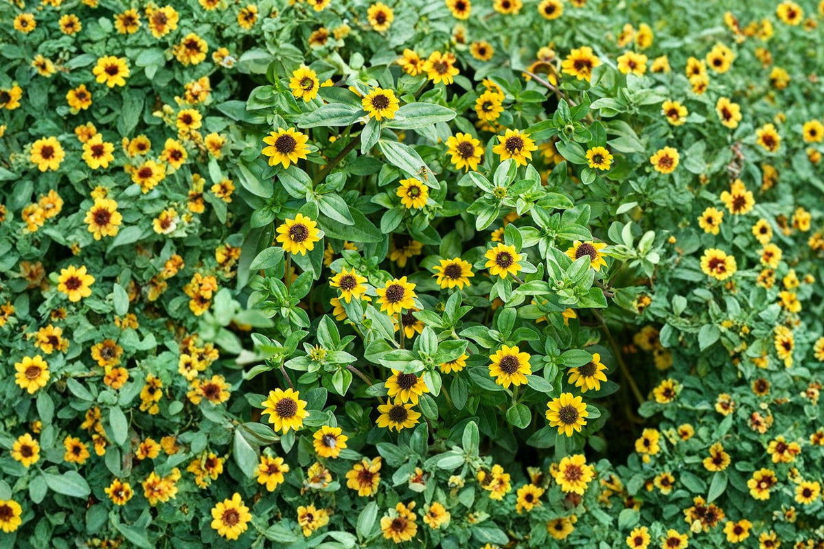 Creeping Zinnia Seeds - Sanvitalia Procumbens, Dwarf Yellow Ground Cover, Pollinator Friendly Annual, 100 Pack